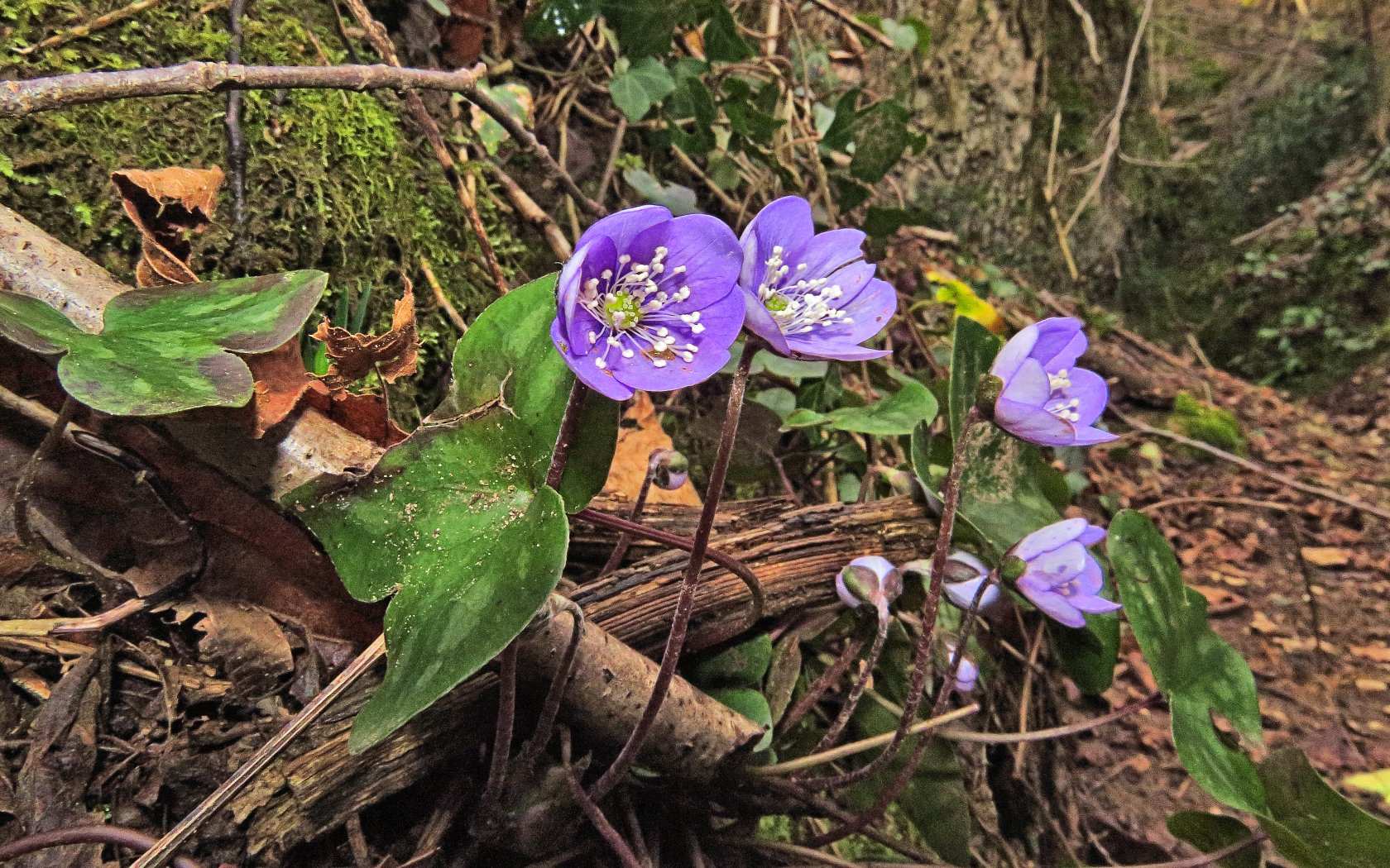 Le ultime arrivate tra le piante gi� fiorite